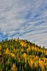 USA, Washington State, Cle Elum. Fall color amongst the golden larch trees. Art Print